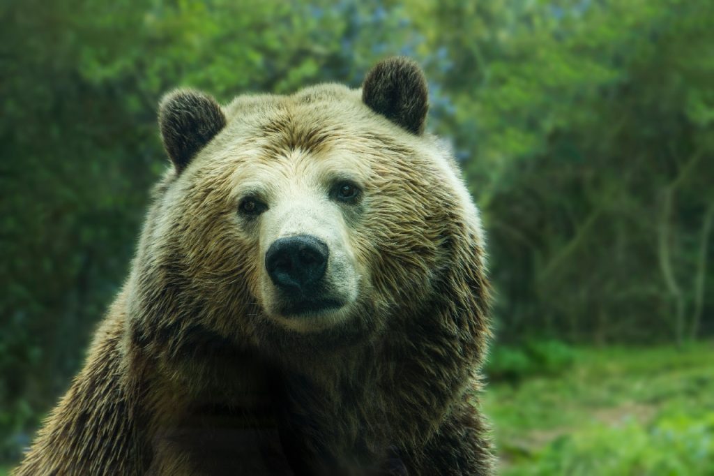 bearish